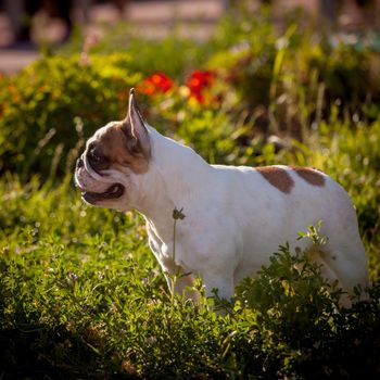 Amazing white French bulldog with spots in a meadow on a sunny summer clear day