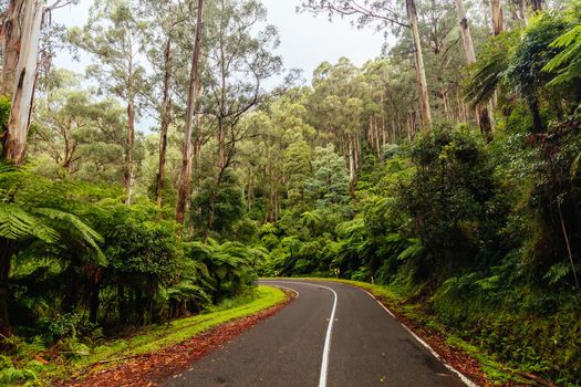 The lush ferny surroundings on a cold misty day along Donna Buang Rd near Warburton in Victoria, Australia