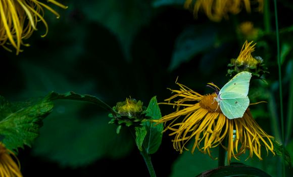 Common brimstone butterfly on a yellow flower, closed wings, side view. Yellow, white butterfly. gonepteryx rhamni collects nectar from a large yellow elecampane flower. High quality photo