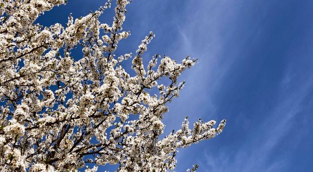 Tree branches, plum blossoms against the blue sky. White flowers in bright weather