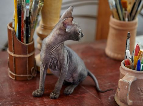 Charming gray Sphynx kitten roams on the table of the art workshop. Baby animal.