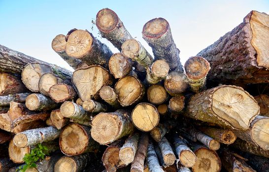birch logs. a lot of firewood, fallen trees, a lot of logs are lying on the ground in the nature of a sawmill. Sectional view.
