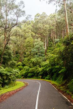 The lush ferny surroundings on a cold misty day along Donna Buang Rd near Warburton in Victoria, Australia