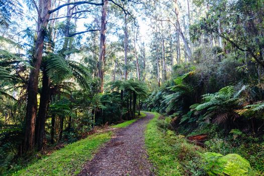 The popular O'Shannassy Aqueduct Trail for bikers and hikers on a cool autumn morning near Warburton in Victoria, Australia