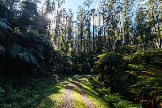 The popular O'Shannassy Aqueduct Trail for bikers and hikers on a cool autumn morning near Warburton in Victoria, Australia