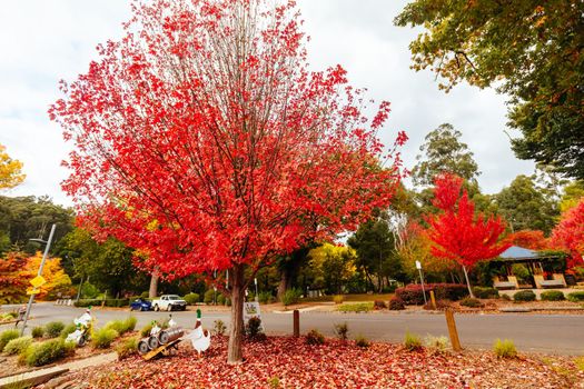 Marysville, Australia - May 16 2020: The quaint tourist country town of Marysville on an autumn afternoon in Victoria, Australia