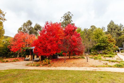 Marysville, Australia - May 16 2020: The quaint tourist country town of Marysville on an autumn afternoon in Victoria, Australia