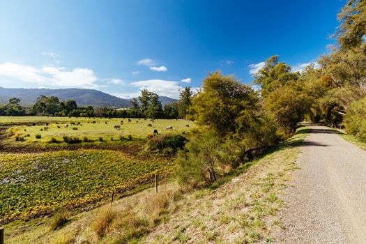 The popular Lilydale to Warburton Rail Trail in Mt Evelyn on a warm autumn day in Victoria, Australia