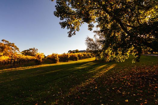 The sun sets over recently a vineyard in Seville, Yarra Valley, Victoria, Australia