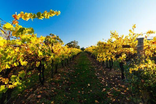 The sun sets over recently a vineyard in Seville, Yarra Valley, Victoria, Australia