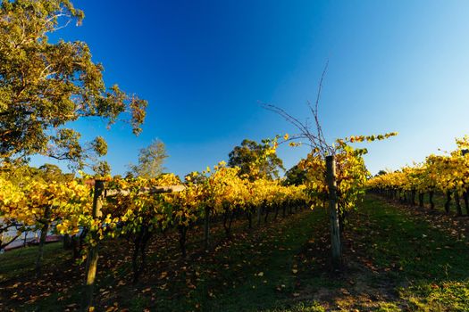 The sun sets over recently a vineyard in Seville, Yarra Valley, Victoria, Australia