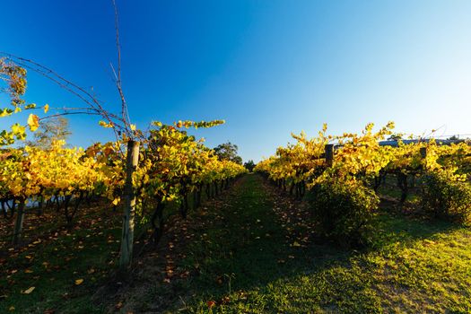 The sun sets over recently a vineyard in Seville, Yarra Valley, Victoria, Australia