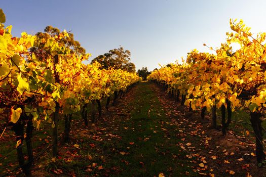 The sun sets over recently a vineyard in Seville, Yarra Valley, Victoria, Australia