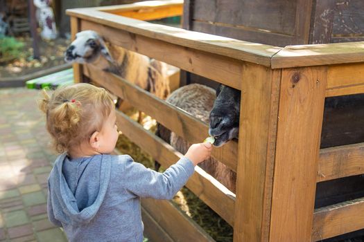 A child feeds a sheep on a farm. Selective focus. animal.