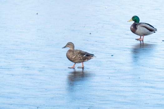 A couple of duck pair on ice for the winter. Two ducks . Close up mallard couple, Anas platyrhynchos, male and female duck bird swimming on lake water suface in sunlight. love concept. Copy space.