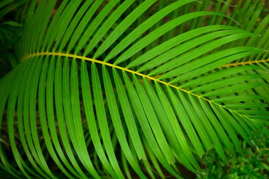 Tropical green palm closeup leaf background.