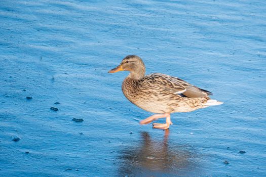 Female Mallard Duck Walking on Ice in Winter with copy space