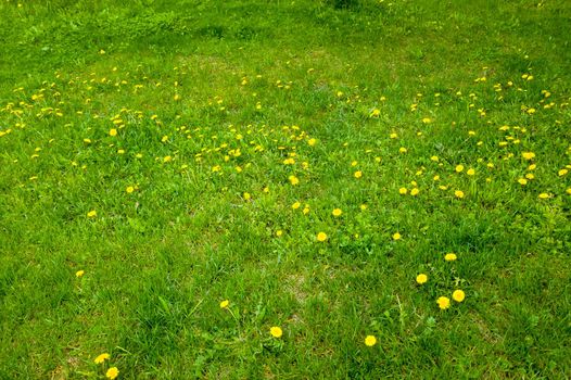 Young dandelions on a background of green grass. A good spring or summer background.