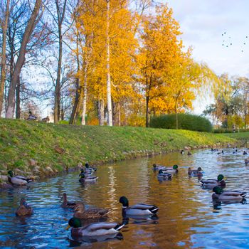 flock of mallard ducks swim on the pond in autumn park.