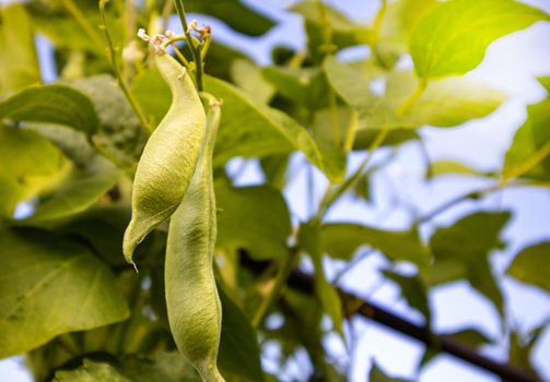 Close-up of young bean plants growing in a field against a blue sky. Selective focus.