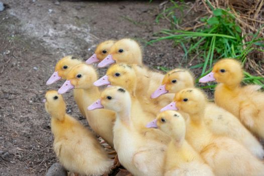 Ducklings in a home farm. Close up of duckling