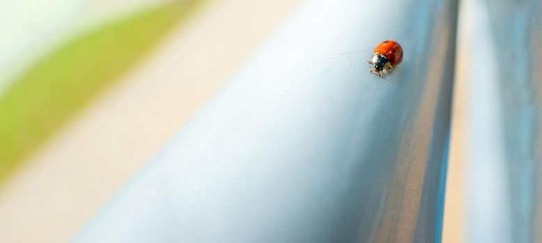 ladybug on a silver and beige iridescent delicate pearl background with a perspective movement of stripes Ideal for banner. Luck concept. High quality photo