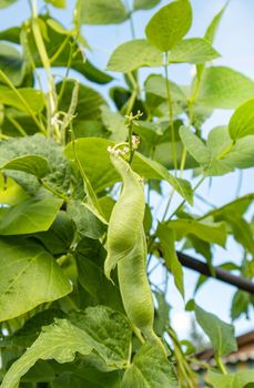 Young bean pods in agricultural fields, growing organic vegetables, vertical photo.