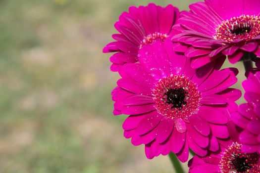 Bouquet of purple gerberas, close angle, spring mood, flower background, mother's day gift, dew drops on bud petals, tactile, visual enjoyment. High quality photo