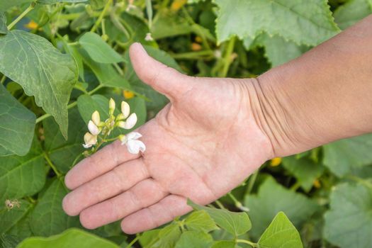 White Bean Plant Flower in Female Farmer's Hand, Outdoor Garden.