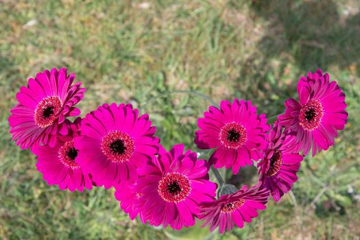 Bouquet of purple gerberas, close angle, spring mood, flower background, mother's day gift, dew drops on bud petals, tactile, visual enjoyment. High quality photo