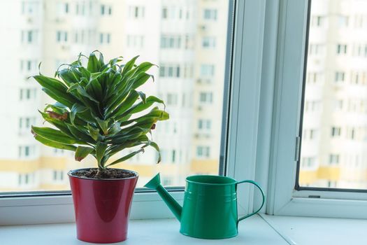Pot with green houseplant decorative aloe and watering can on windowsill