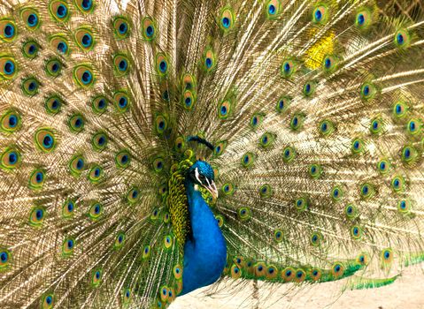 selective focus. Male indian peacock showing its tail. An open tail with bright feathers. Portrait of a male peacock with bright multi-colored plumage. High quality photo