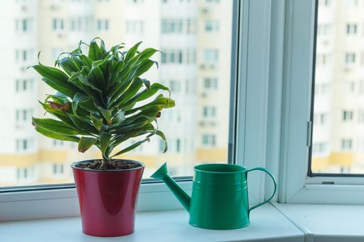 Pot with green houseplant decorative aloe and watering can on windowsill