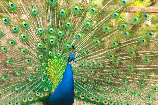 selective focus. Male indian peacock showing its tail. An open tail with bright feathers. Portrait of a male peacock with bright multi-colored plumage. Bright bird color.