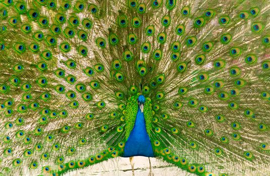 selective focus. Male indian peacock showing its tail. An open tail with bright feathers. Portrait of a male peacock with bright multi-colored plumage. High quality photo