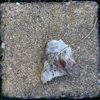 Dried tree leaf on stone tile. Front view, grey tone, empty space, low saturation, texture with blurred background