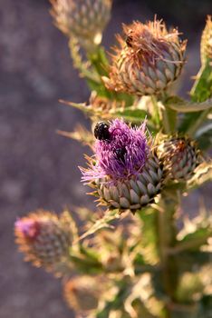 A black insect on blue thistle flower.Detail and macro photography, out-of-focus background, solitary, sunny, blue
