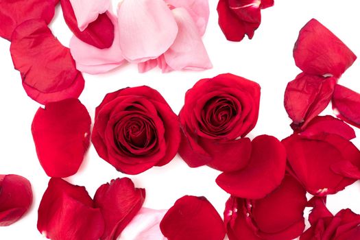 Red roses among rose petals isolate on white background