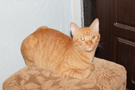 Red cat sleeps on a stool close up