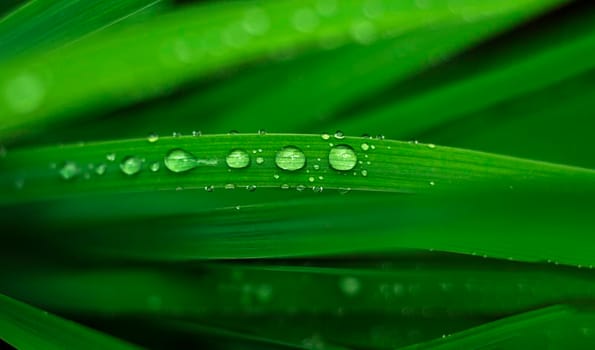 Water droplets on the green leaves after the rain with selective focus. natural background with brilliant rainbow dew drops on bright juicy green leaves. Green texture background with drops