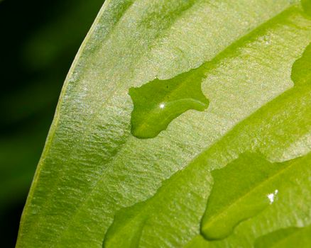 Close-up of rain drops on a hosta leaf.