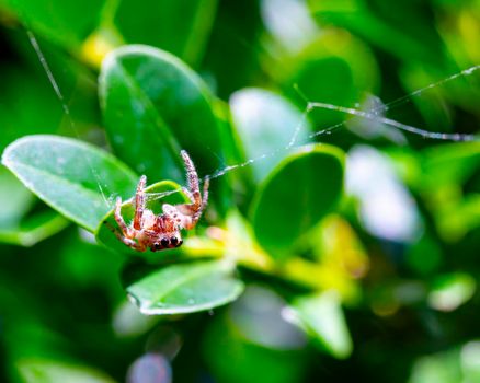 An eight-eyed jumping spider hangs upside down from its web on a plant.