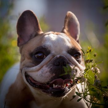 Amazing white French bulldog with spots in a meadow on a sunny summer clear day