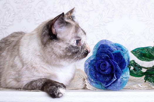 Beautiful gray cat sniffing a blue flower close up