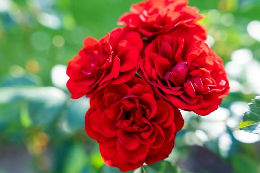 A Red Rose Bush. lots of red rosebuds close-up. The concept of gardening, floristry, landscape design