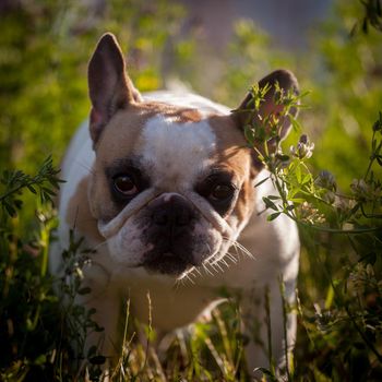 Amazing white French bulldog with spots in a meadow on a sunny summer clear day