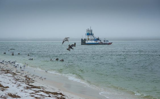Pelicans dive near a fishing vessel off the Pensacola Shore