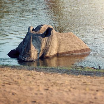 Taking a dip in the watering hole. Full length shot of a rhinoceros cooling off in a watering hole