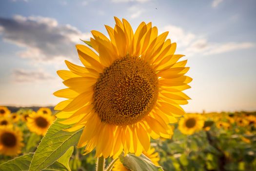 Big sunflower flower against the blue sky. Big sunflower close up.