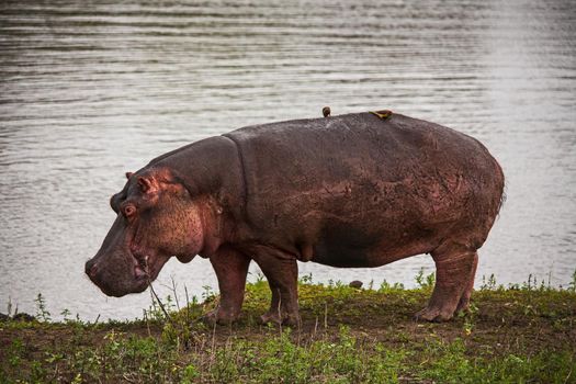 Hippopotamus (Hippopotamus amphibius) grazing at the water's edge in Kruger National Park. South Africa